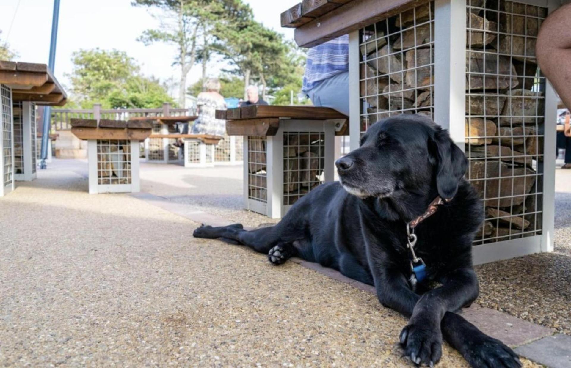 Newquay Bay Resort Sandy Toes - Pet Friendly Екстериор снимка